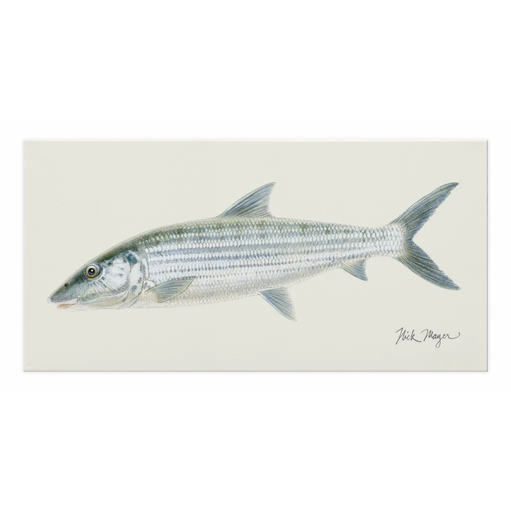 Bonefish Canvas Print